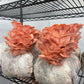 Freezies Pink Oyster Mushrooms